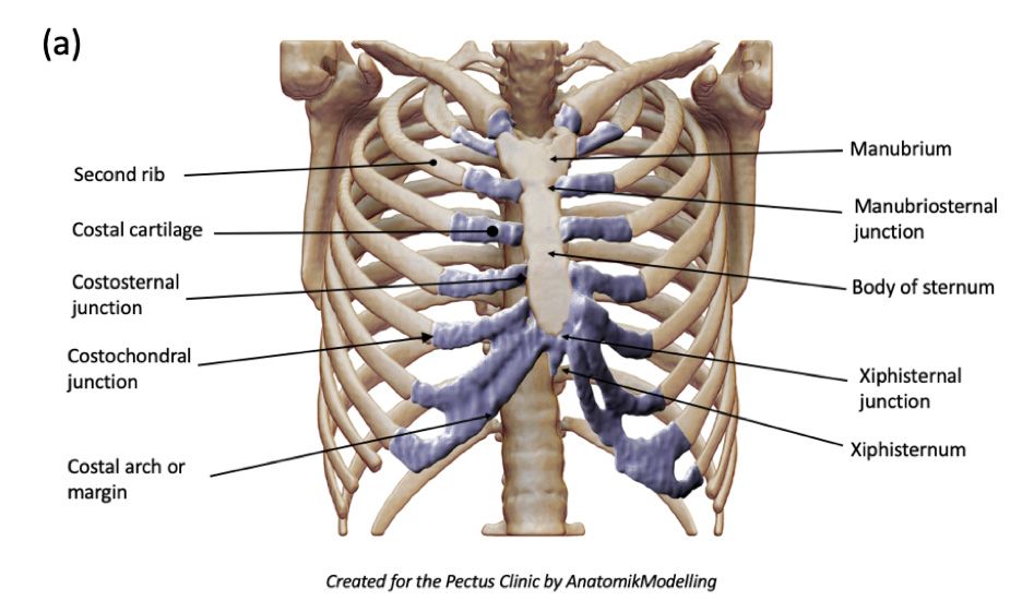 Complex chest wall injuries 1