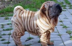 wrinkly-dog-breeds.jpg