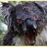 Drop Bear