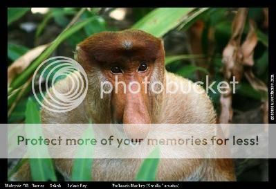 proboscis-monkey-male-sanctuary-lab.jpg