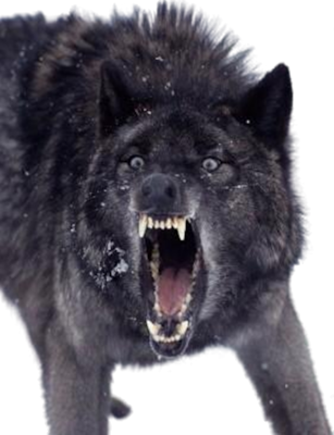 Growling-Black-Wolf-psd75656.png