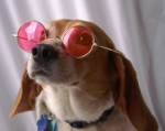 rose_colored_glasses_beagle.jpg