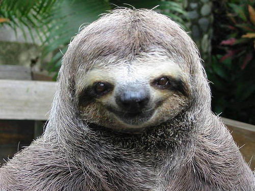 happy-smiling-sloth1.jpg
