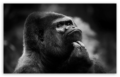 thoughtful_gorilla_bw-t2.jpg