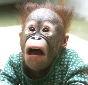 Shocked%20Monkey.jpg